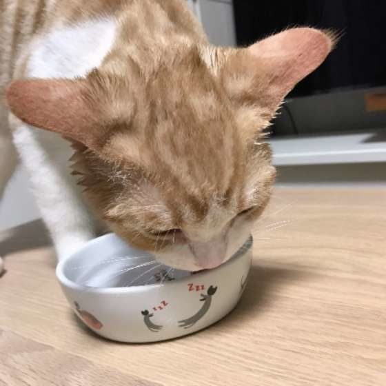 スコティッシュフォールドのルゥちゃん