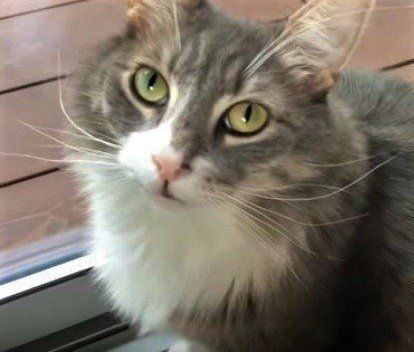 眠るノルウェージャンフォレストキャット