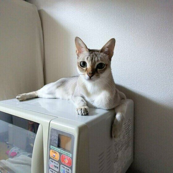 シンガプーラ・はるくん