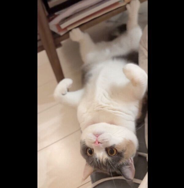 ヘソ天ポーズをしながらおもちゃで遊ぶみゅーちゃん