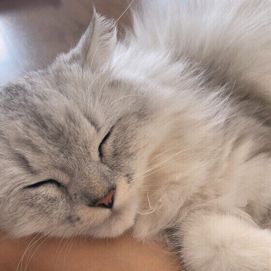 ミヌエットのルナくん