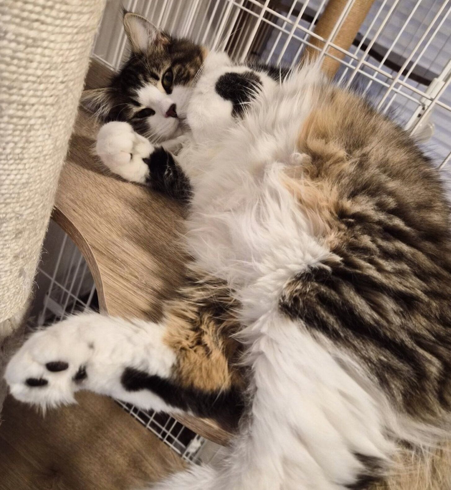 寝転がるノエルくん