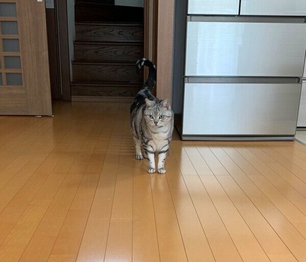 娘さんのことを探すサスケくん