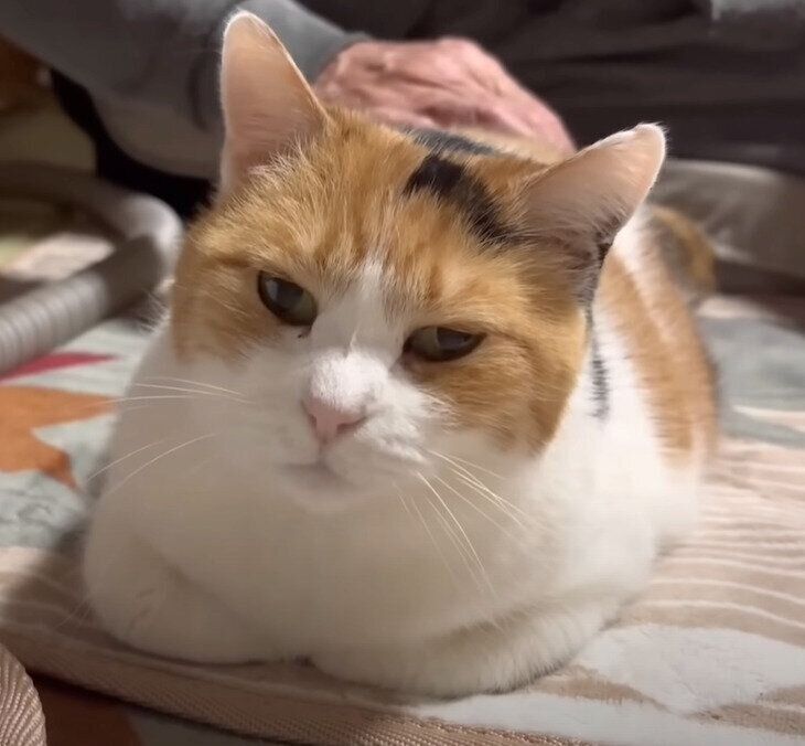 香箱座りをするミケちゃん