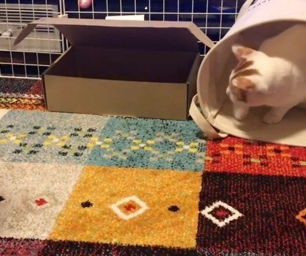 ボールを追いかける猫