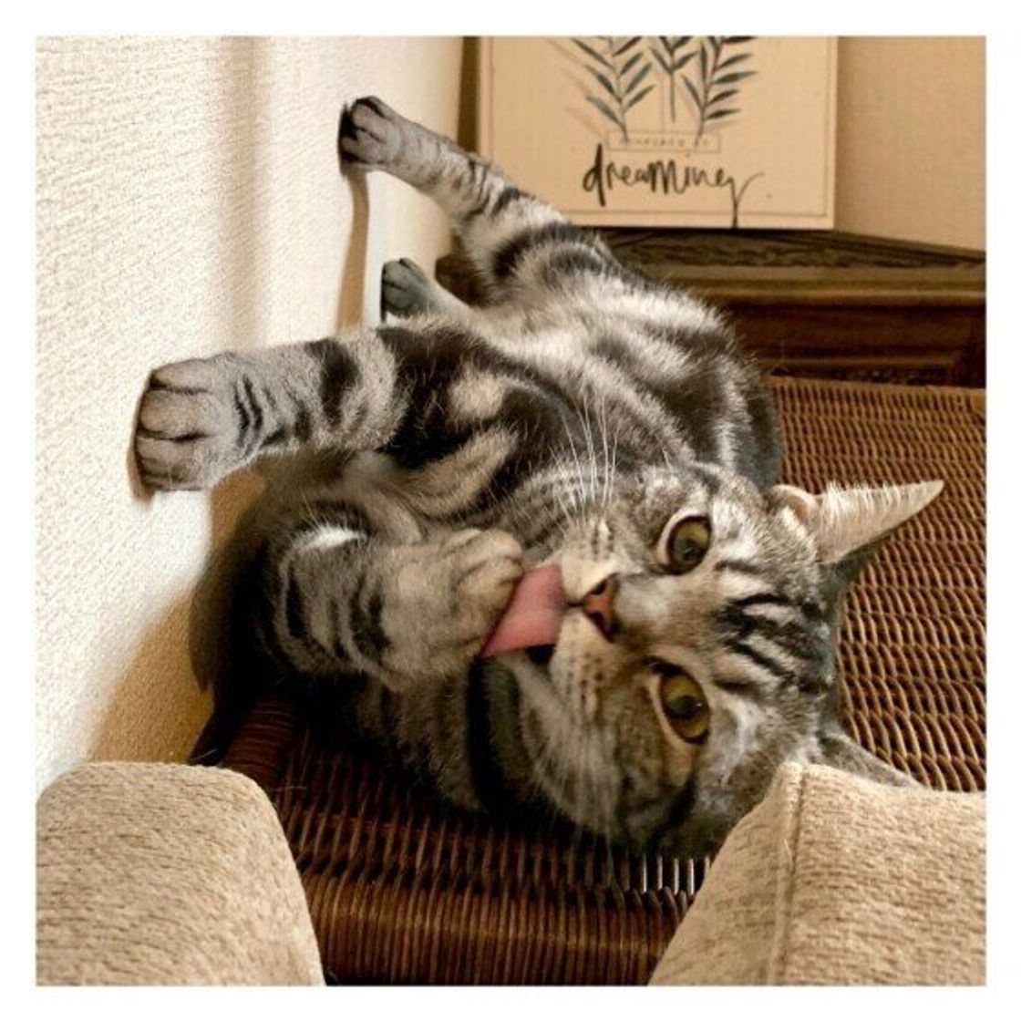 話題のゴロゴロ音動画も 猫がゴロゴロとのどを鳴らす理由とは ねこのきもちweb Magazine 話題のゴロゴロ音動画も 猫がゴロゴロとのどを鳴らす理由とは ねこのきもちweb Magazine