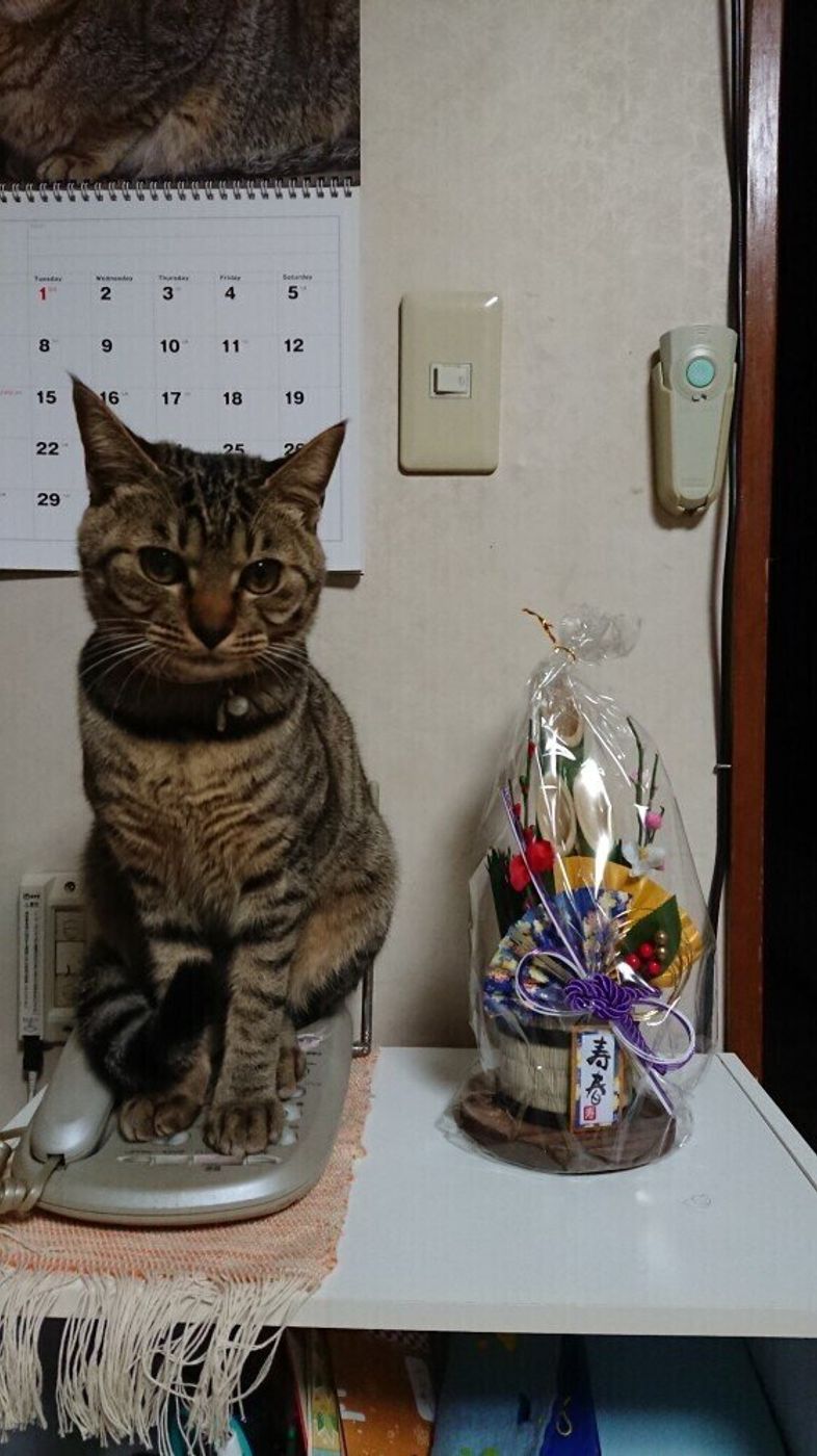 猫にとっては危険がいっぱい 猫が誤食しやすい お正月関連のモノ ねこのきもちweb Magazine 猫にとっては危険がいっぱい 猫が誤食しやすい お正月関連のモノ ねこのきもちweb Magazine