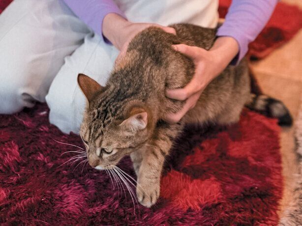 抱っこされる猫