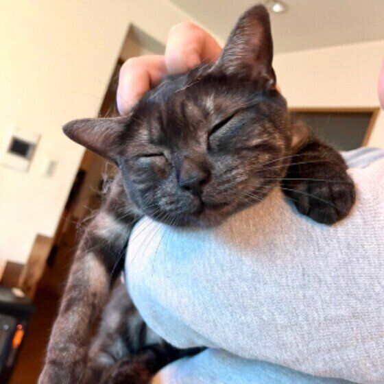 アメリカンショートヘアのクロエちゃん