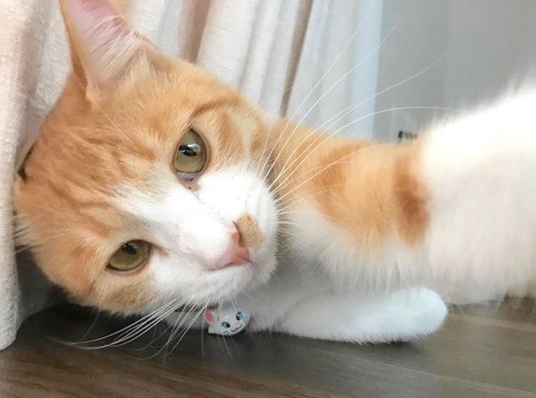 元保護猫のきなこちゃん