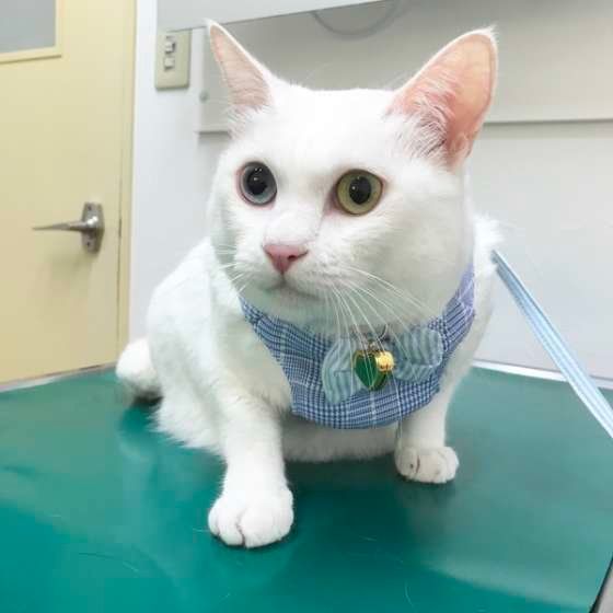 ハーネスを付けた白猫
