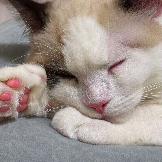 ラグドールのれおちゃん