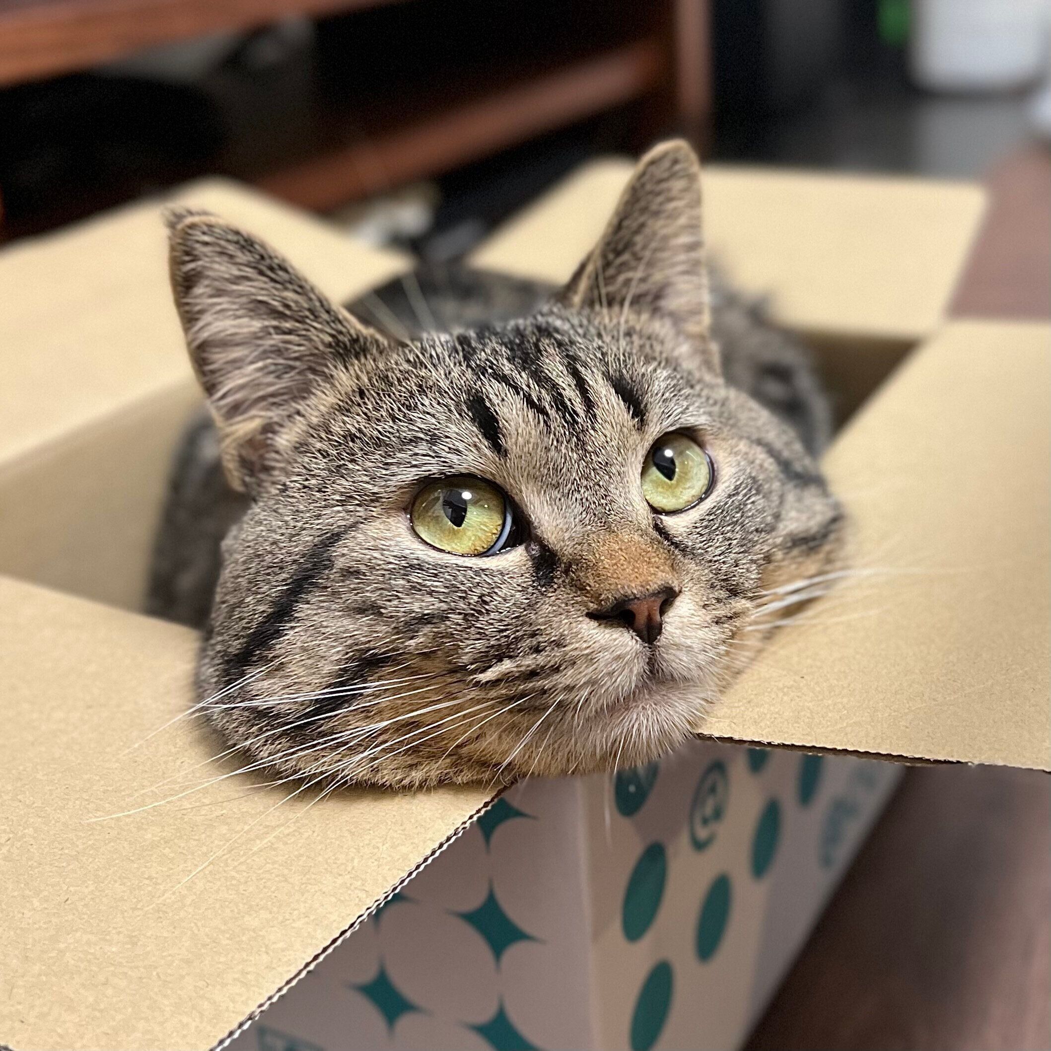 箱の中に入っている猫