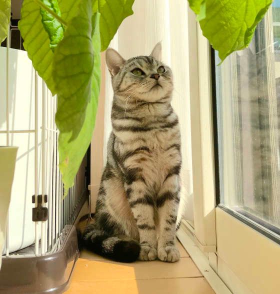 葉っぱを見つめるアメリカンショートヘア