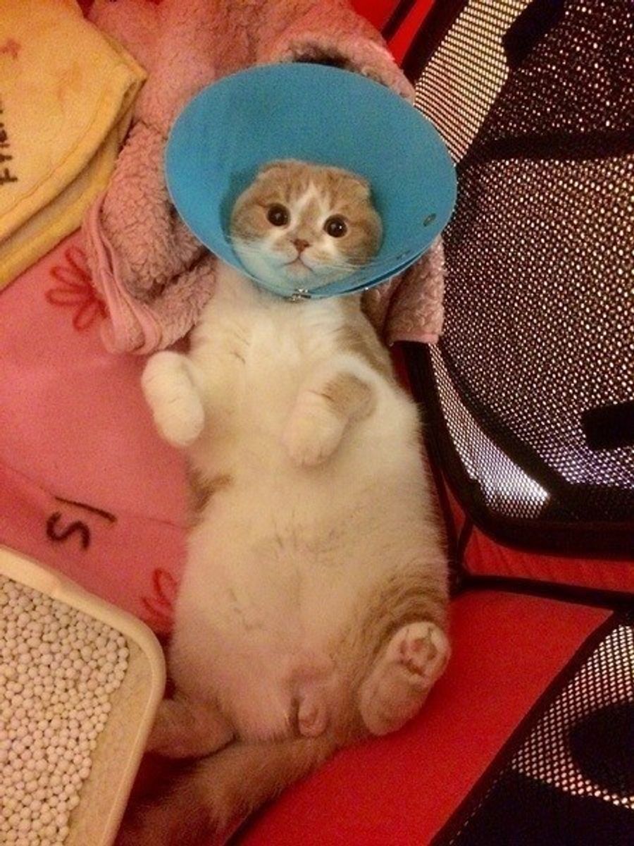 性格が穏やかになる 猫の問題行動と去勢 避妊手術の関係 ねこのきもちweb Magazine 性格が穏やかになる 猫の問題行動と去勢 避妊手術の関係 ねこのきもちweb Magazine