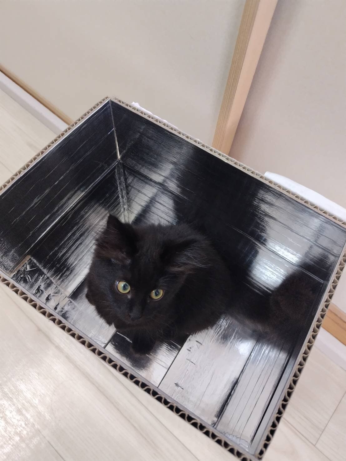 推定生後3カ月の子猫