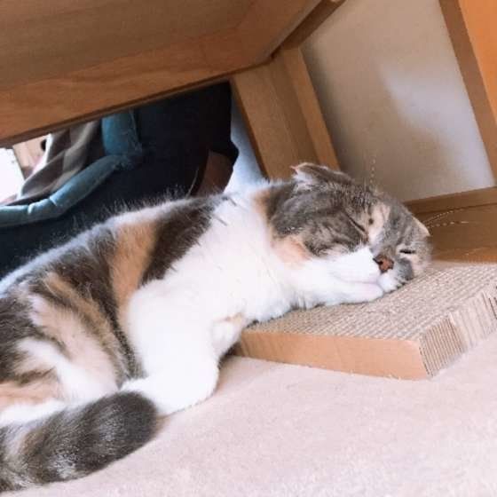 爪とぎ器の上で眠るスコティッシュフォールド