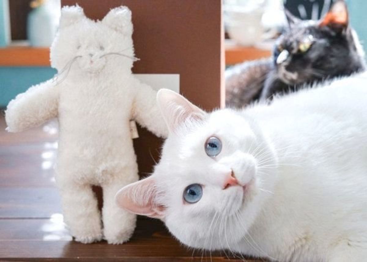 本当に幸せな光景 男の子の足をギュッと抱きしめて眠る猫が 尊い と話題 ねこのきもちweb Magazine 本当に幸せな光景 男の子の足をギュッと抱きしめて眠る猫が 尊い と話題 ねこのきもちweb Magazine