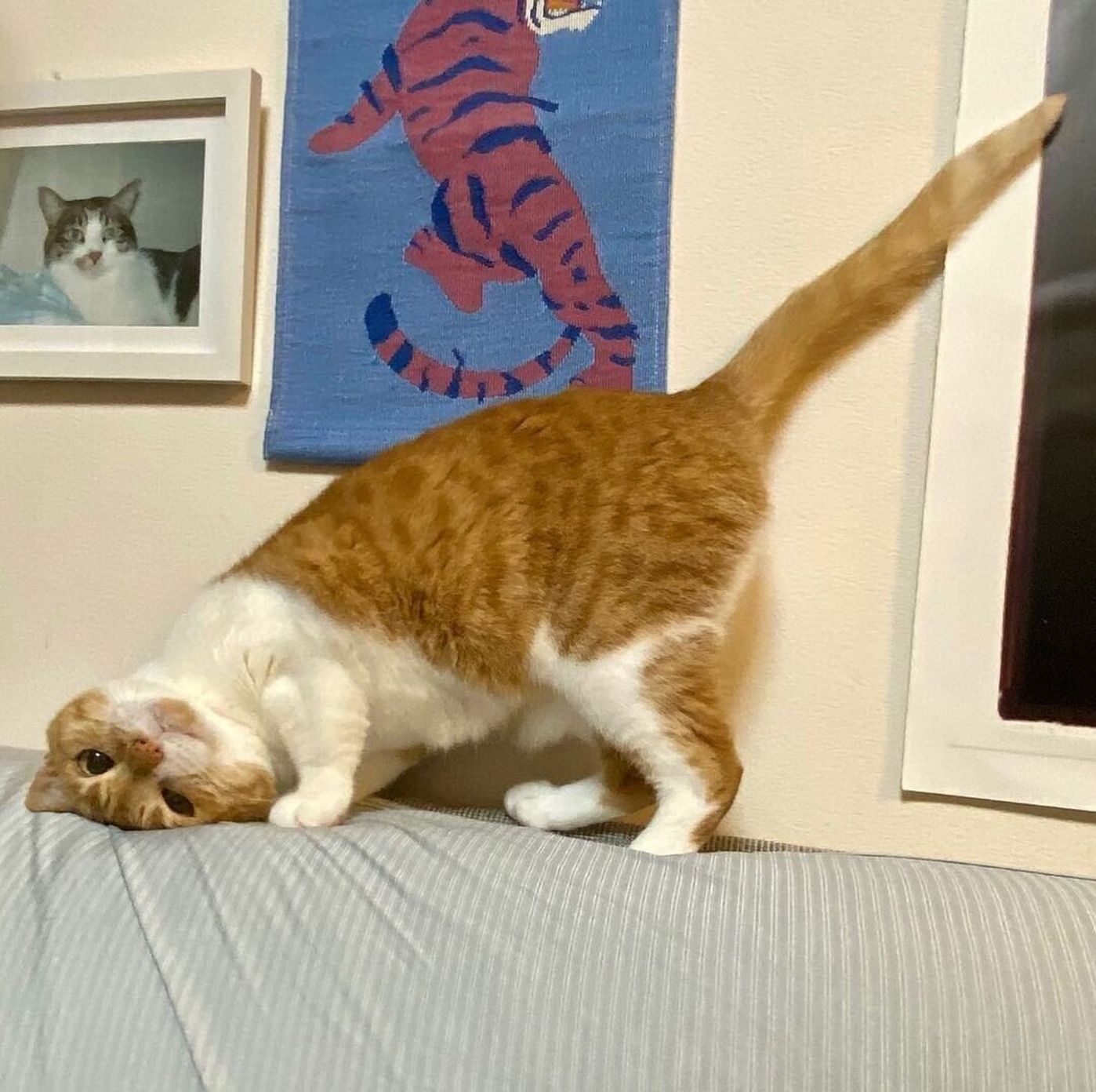 猫がお尻を高く上げる理由 トントンして の可愛いアピールだった ねこのきもちweb Magazine 猫がお尻を高く上げる理由 トントンして の可愛いアピールだった ねこのきもちweb Magazine