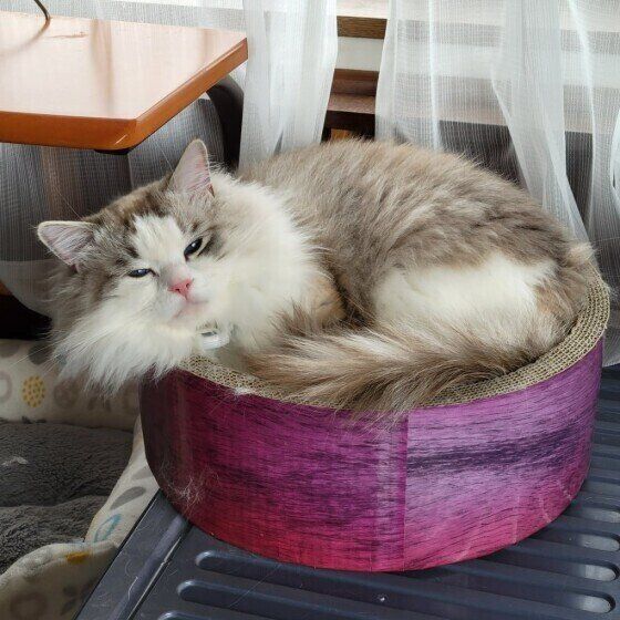 ラグドールのミーちゃん