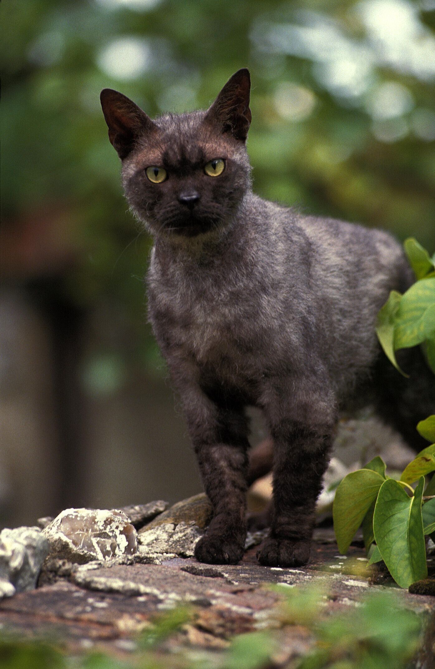 アメリカンワイヤーヘア