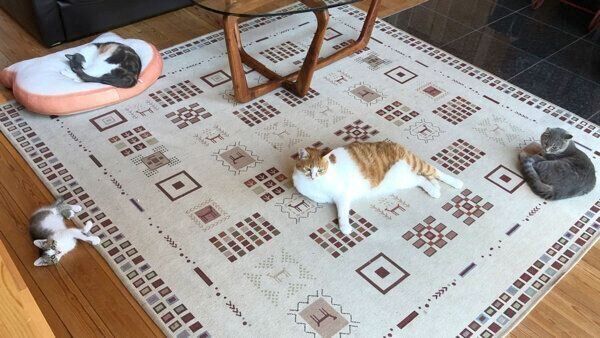 集合する猫たち