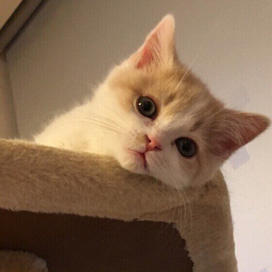 見つめるスコティッシュフォールド