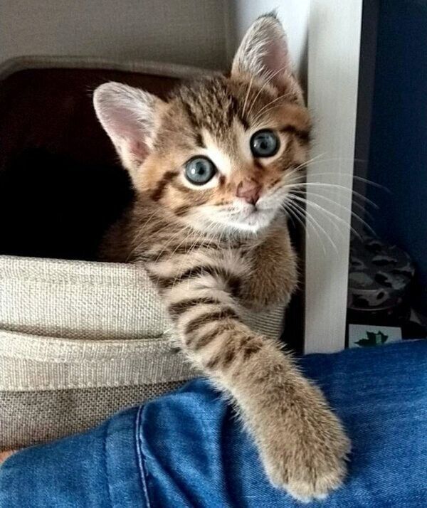 見つめるもんちゃん