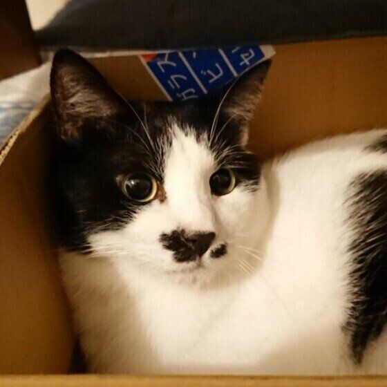 黒白猫の海大ちゃん