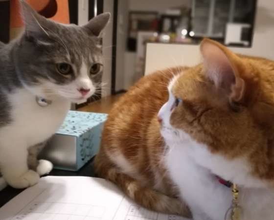 いつもケンカばかり