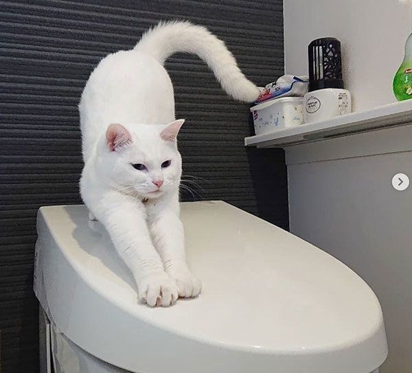 トイレでくつろぐ猫