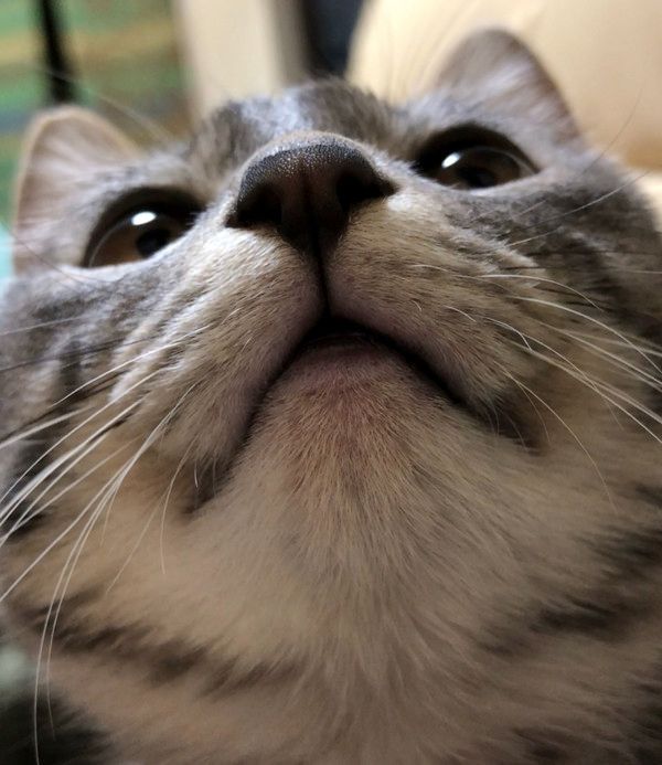 マッサージ機が気になる猫