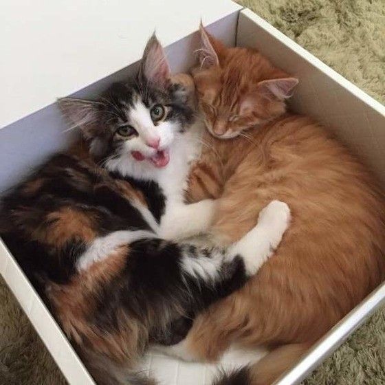 寄り添うメインクーン