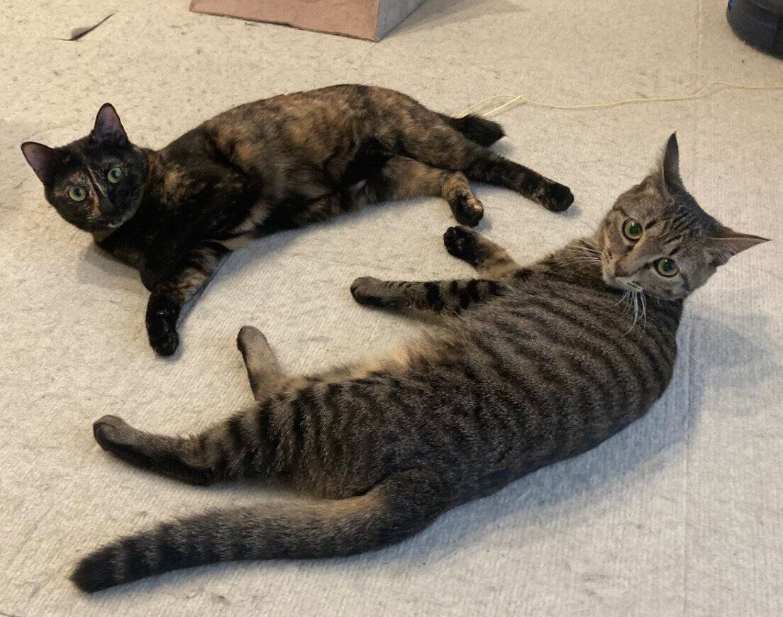 まったりくつろぐくろみつちゃん、ごまもちちゃん