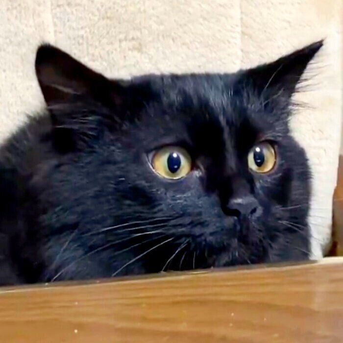 じっと前方を見つめるボサちゃん。このあと驚きの変化が…！