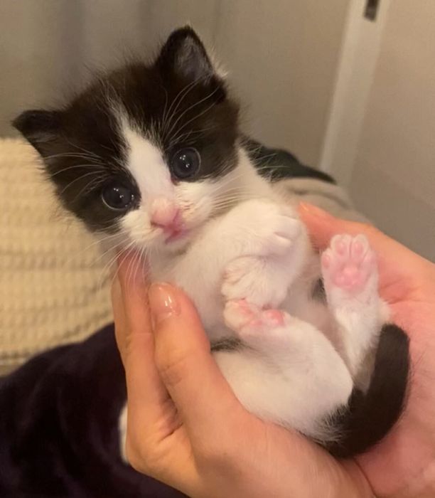 推定生後2週間の子猫