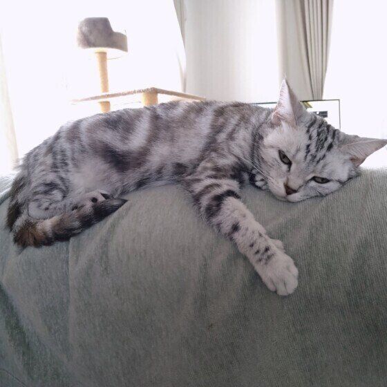 アメリカンショートヘア　まる