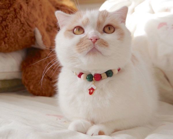 まんまるお目めが可愛いホイップクリームちゃん