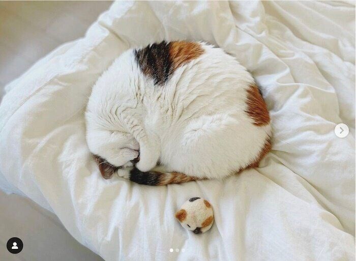 丸まって眠る三毛猫のゆきちゃん