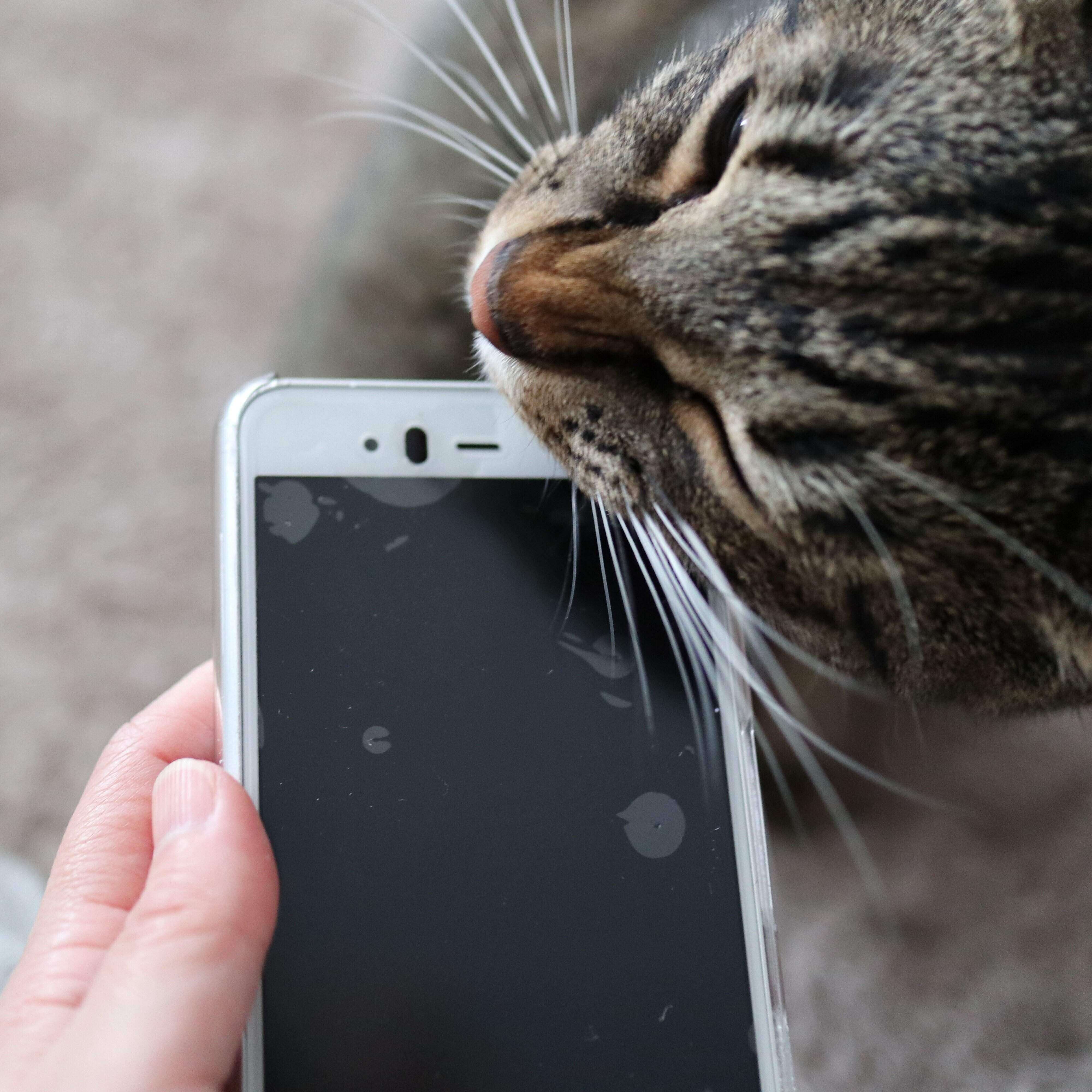 画像／2020年７月号『ねこの「触ってサイン」』