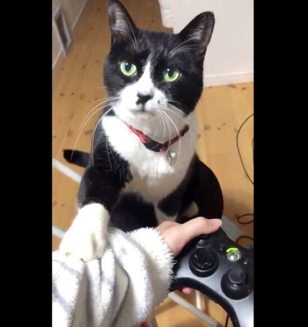 「ゲームをやめて」と飼い主さんにアピールする猫