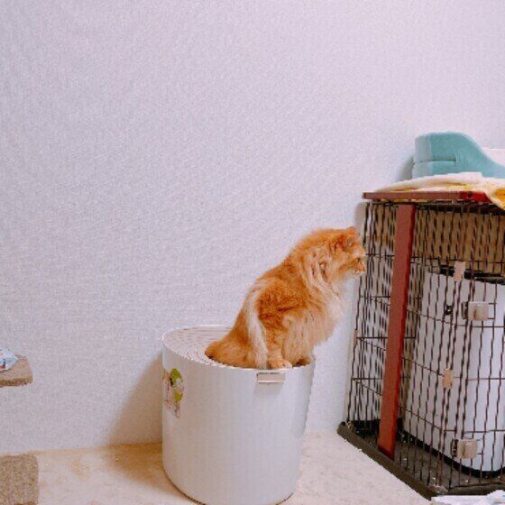 トイレ中の猫