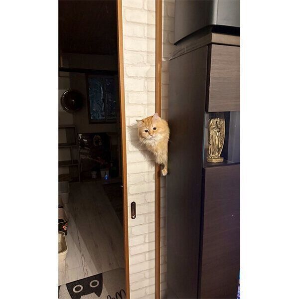 テレビの裏から登場するエマちゃん