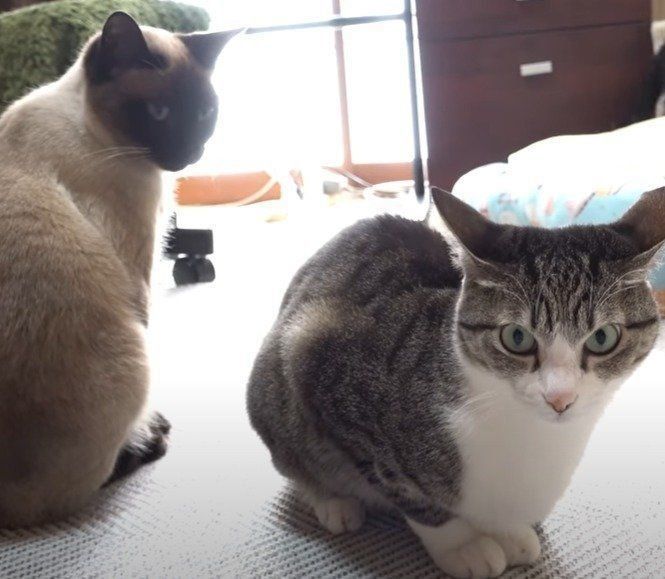 わらびちゃんと、おはぎちゃん