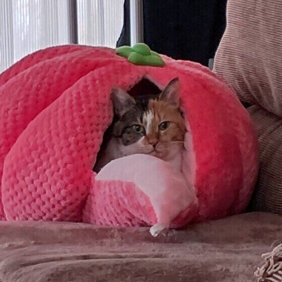 ミケ猫のブランちゃん