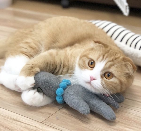 無表情で爪を切られる猫