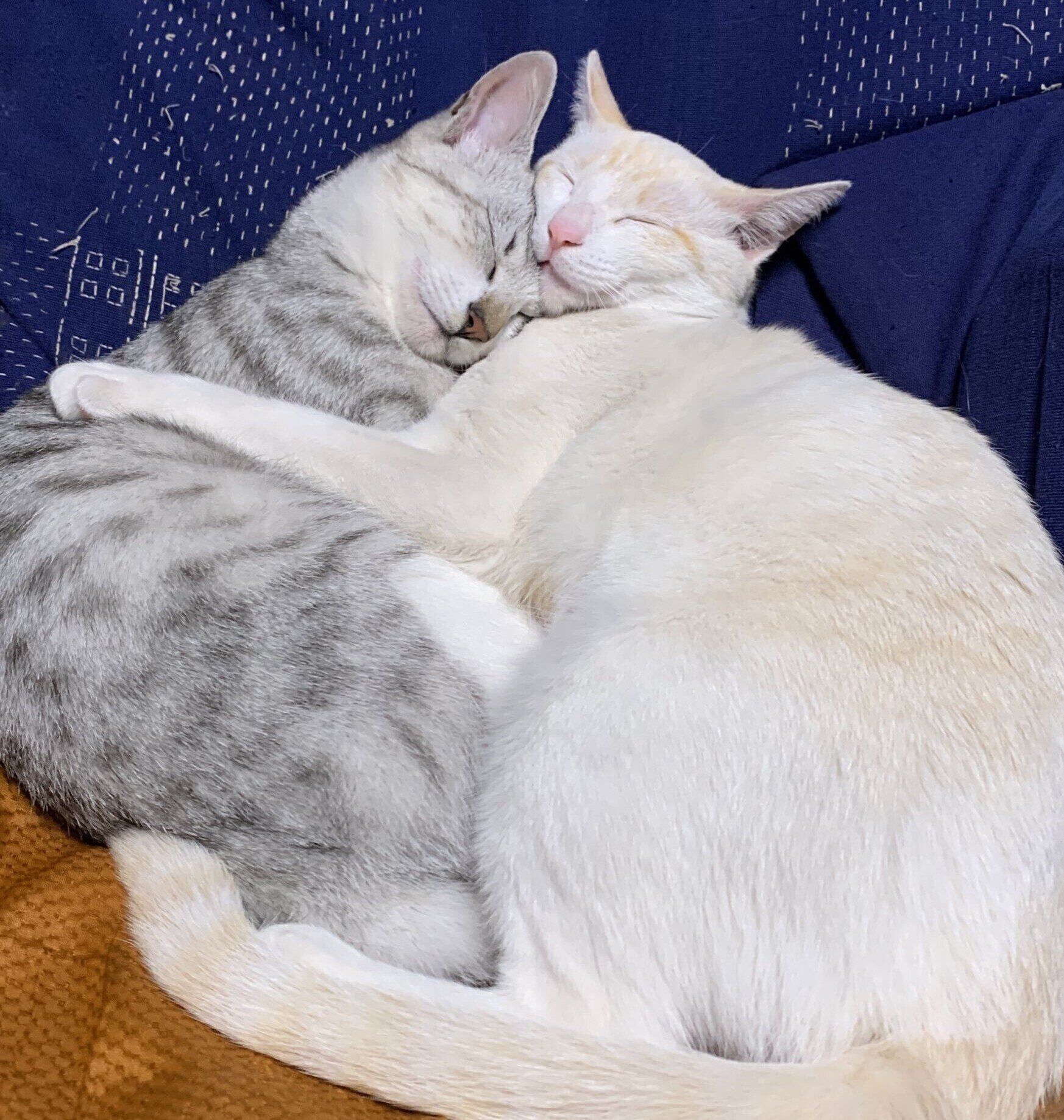 ギュッと抱き合うびすけくんとかやちゃん。