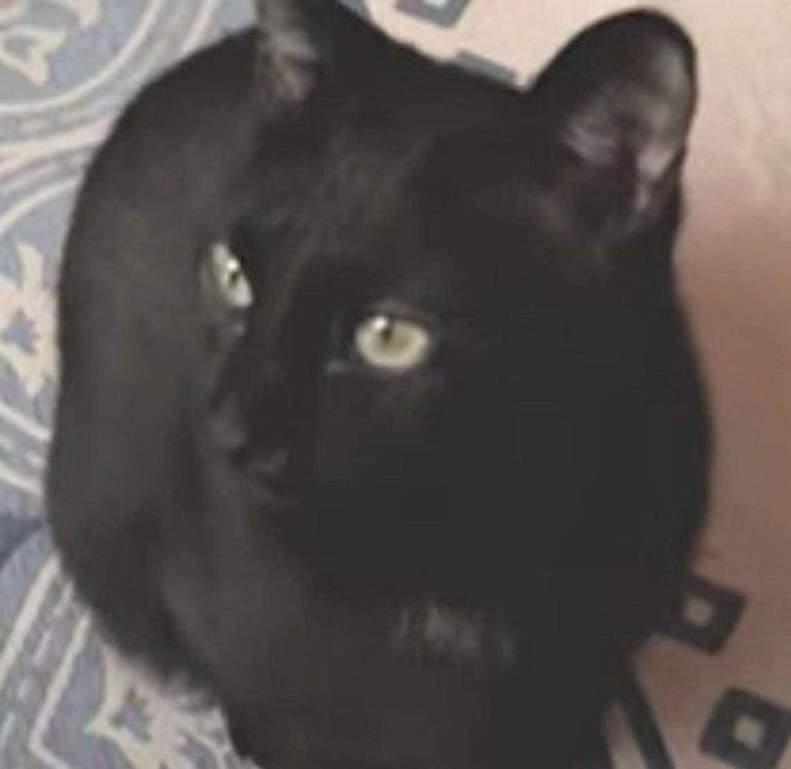 じっと飼い主さんを見つめる黒猫 その理由が可愛すぎる ねこのきもちweb Magazine じっと飼い主さんを見つめる黒猫 その理由が可愛すぎる ねこのきもちweb Magazine