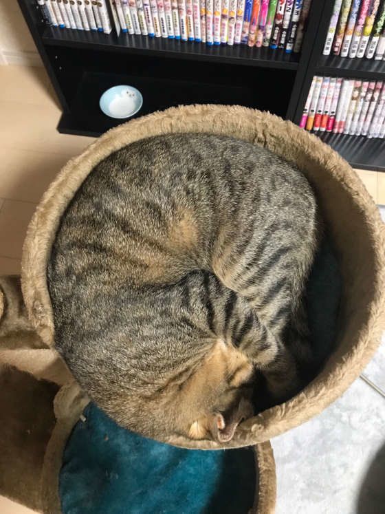 アンモニャイト姿で眠るMIXキジトラ