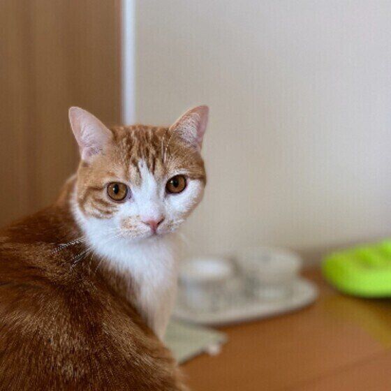 ゴハンを待つ猫（アメリカンショートヘア、オス）